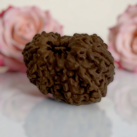 Natural 14 Mukhi Rudraksha