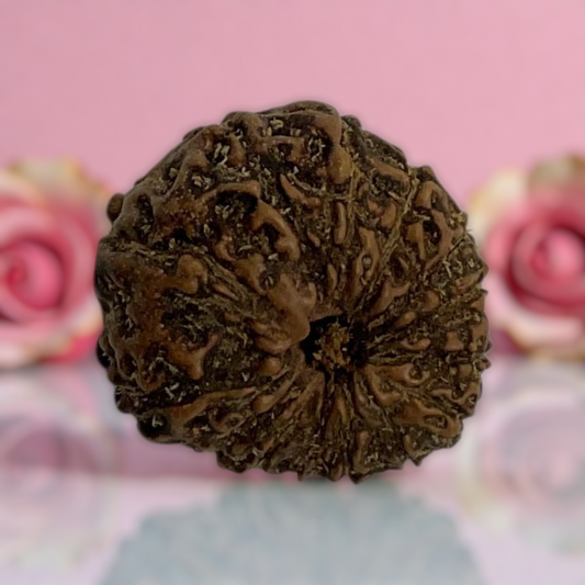 Natural 14 Mukhi Rudraksha