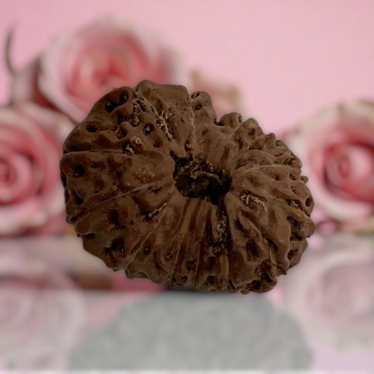 Natural 14 Mukhi Rudraksha
