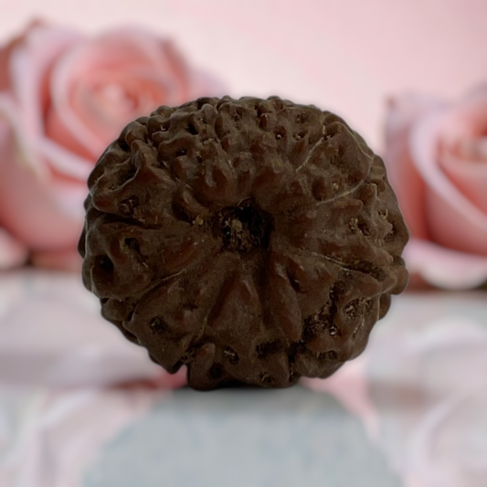 Natural 14 Mukhi Rudraksha