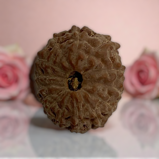 Natural 14 Mukhi Rudraksha