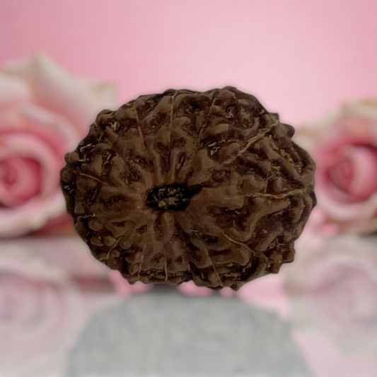 Natural 14 Mukhi Rudraksha