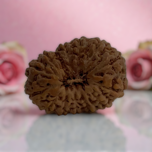 Natural 14 Mukhi Rudraksha