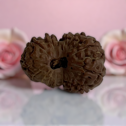 Natural 14 Mukhi Rudraksha