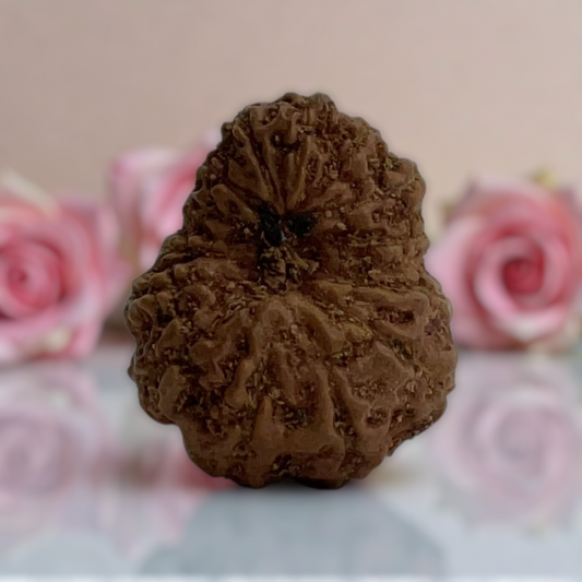 Natural 14 Mukhi Rudraksha