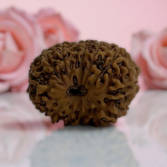 Natural 14 Mukhi Rudraksha