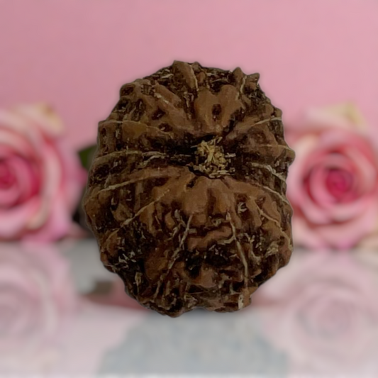 Natural 14 Mukhi Rudraksha
