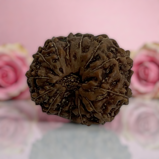 Natural 14 Mukhi Rudraksha