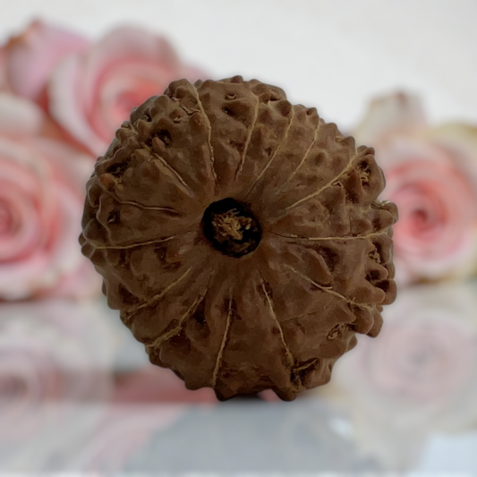 Natural 14 Mukhi Rudraksha