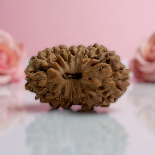 Natural 14 Mukhi Rudraksha