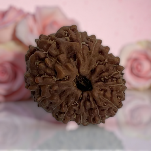 Natural 14 Mukhi Rudraksha