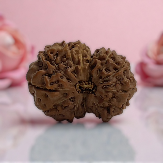 Natural 14 Mukhi Rudraksha