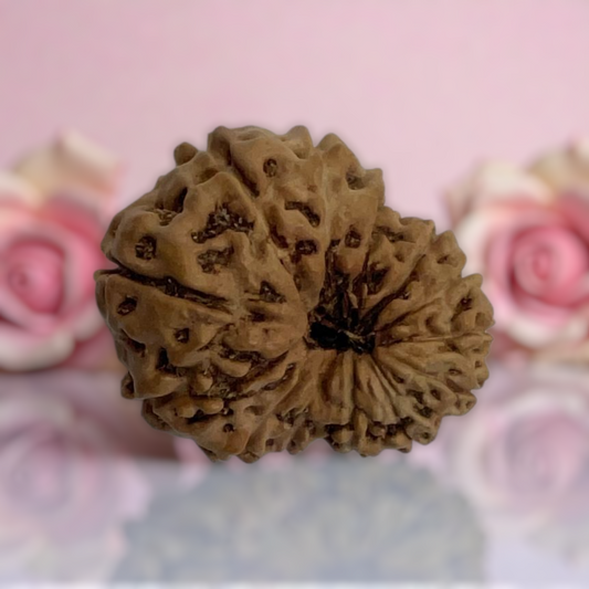 Natural 14 Mukhi Rudraksha