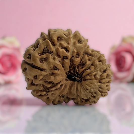 Natural 14 Mukhi Rudraksha