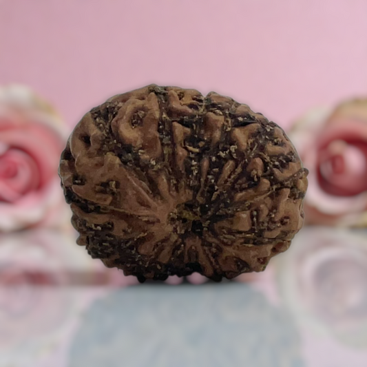 Natural 14 Mukhi Rudraksha