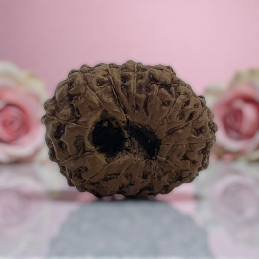 Natural 14 Mukhi Rudraksha