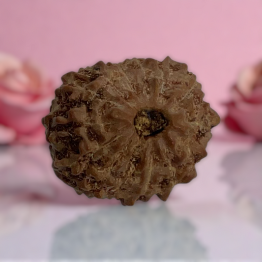 Natural 14 Mukhi Rudraksha