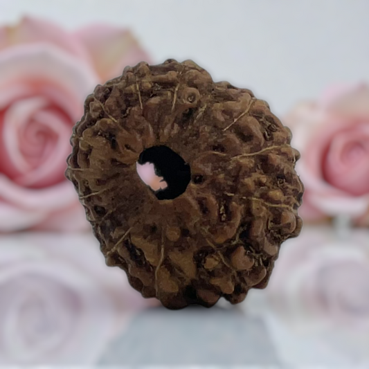 Natural 14 Mukhi Rudraksha