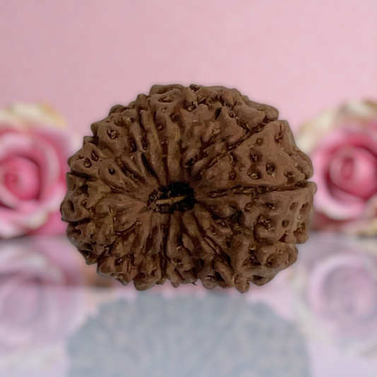 Natural 14 Mukhi Rudraksha