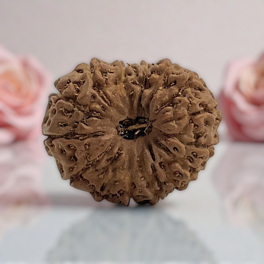 Natural 14 Mukhi Rudraksha