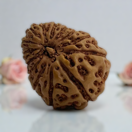 Natural 14 Mukhi Rudraksha