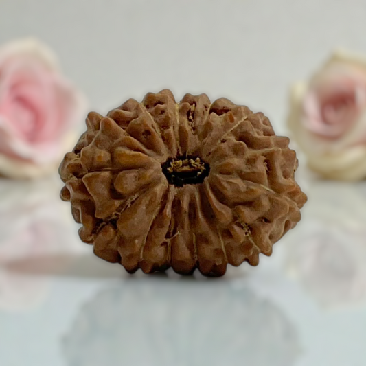 Natural 14 Mukhi Rudraksha