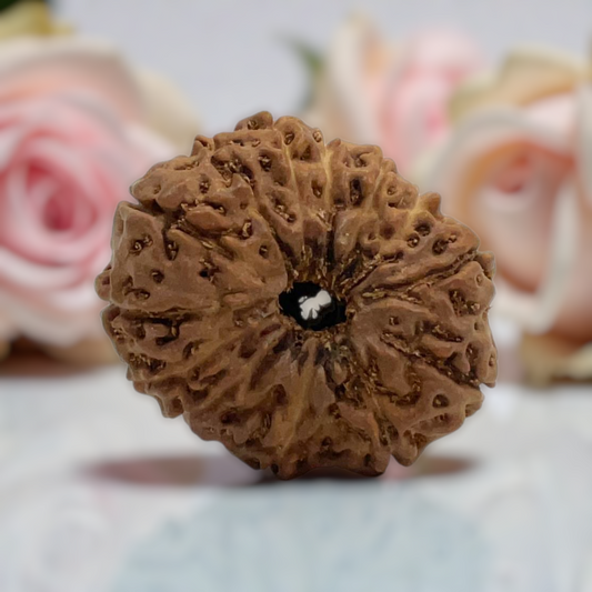 Natural 14 Mukhi Rudraksha