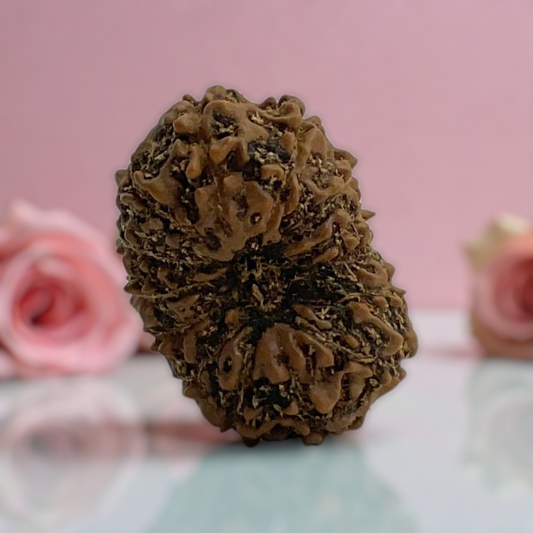 Natural 14 Mukhi Rudraksha