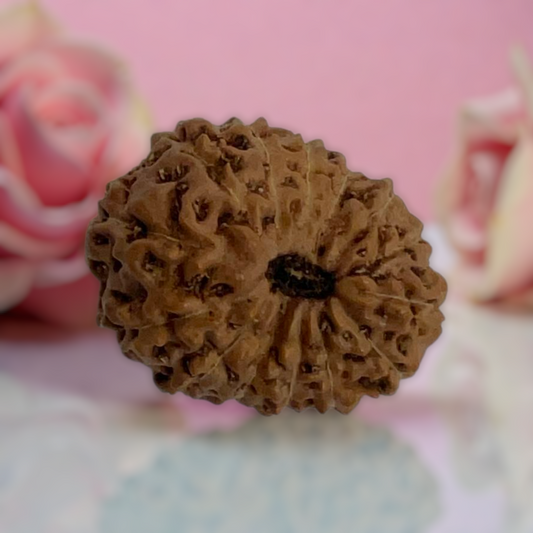 Natural 14 Mukhi Rudraksha