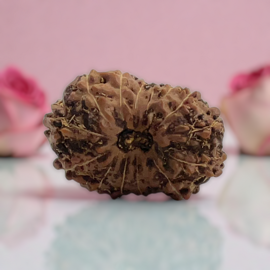 Natural 14 Mukhi Rudraksha
