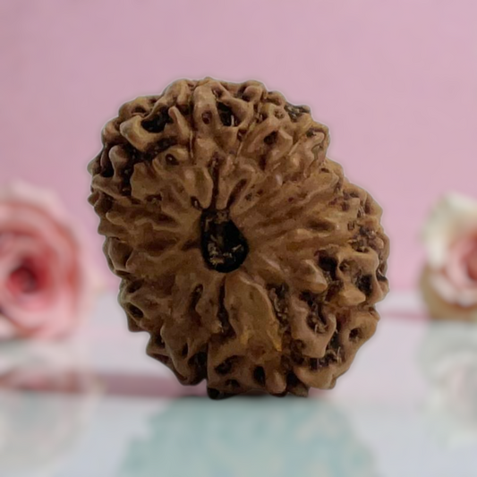 Natural 14 Mukhi Rudraksha