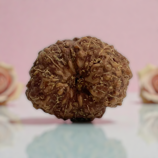 Natural 14 Mukhi Rudraksha
