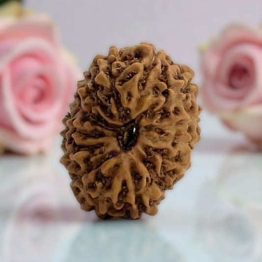 Natural 14 Mukhi Rudraksha
