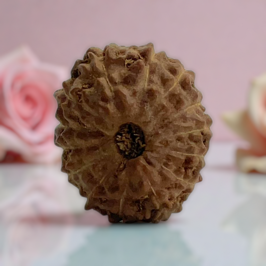 Natural 14 Mukhi Rudraksha