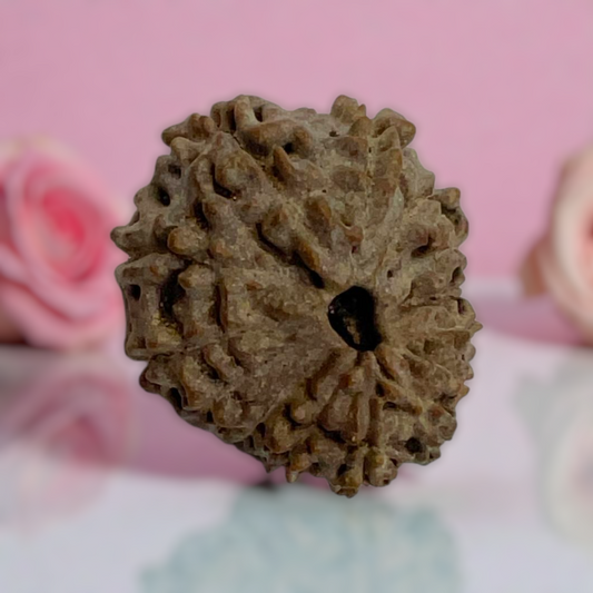 Natural 14 Mukhi Rudraksha