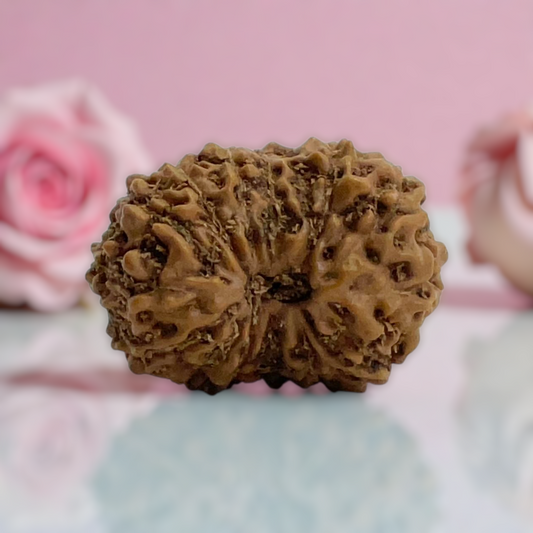 Natural 14 Mukhi Rudraksha