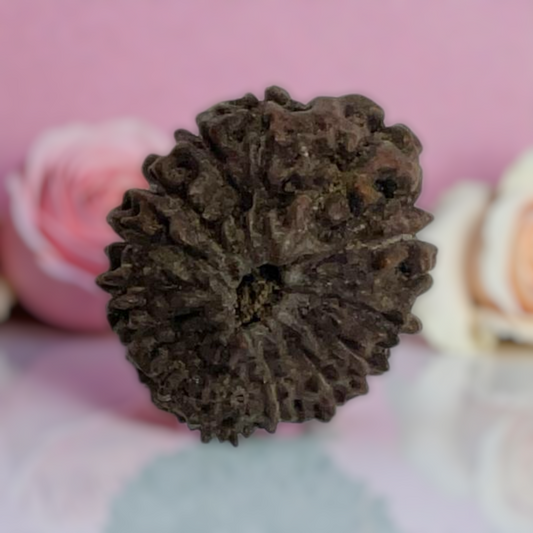 Natural 14 Mukhi Rudraksha