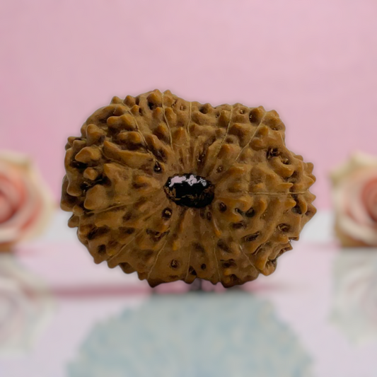 Natural 14 Mukhi Rudraksha