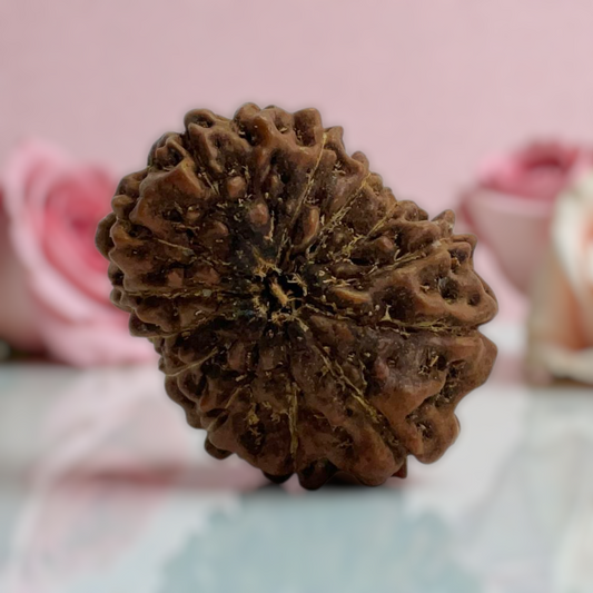 Natural 14 Mukhi Rudraksha