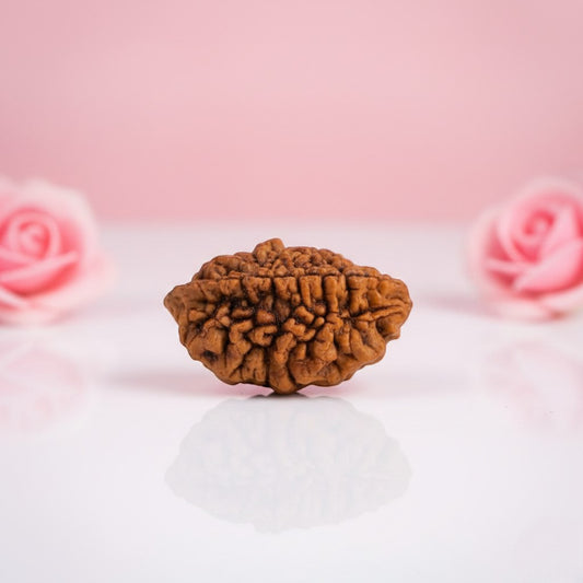 Natural 2 Mukhi Rudraksha  AAA Premium Quality