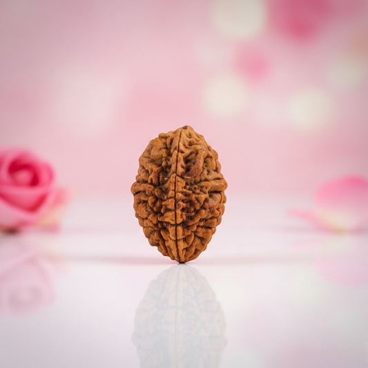 Natural 2 Mukhi Rudraksha Beads
