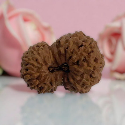 Natural 17 Mukhi Rudraksha