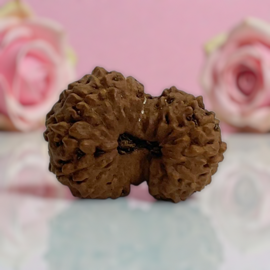 Natural 17 Mukhi Rudraksha