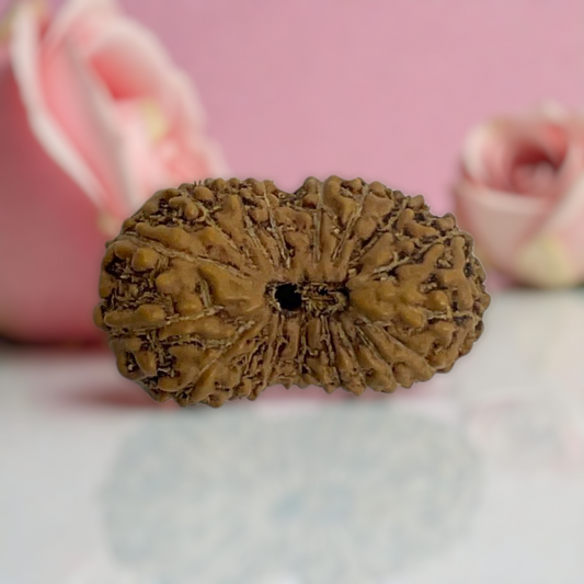 Natural 18 Mukhi Rudraksha