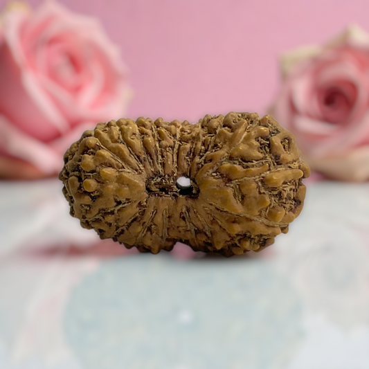 Natural 18 Mukhi Rudraksha
