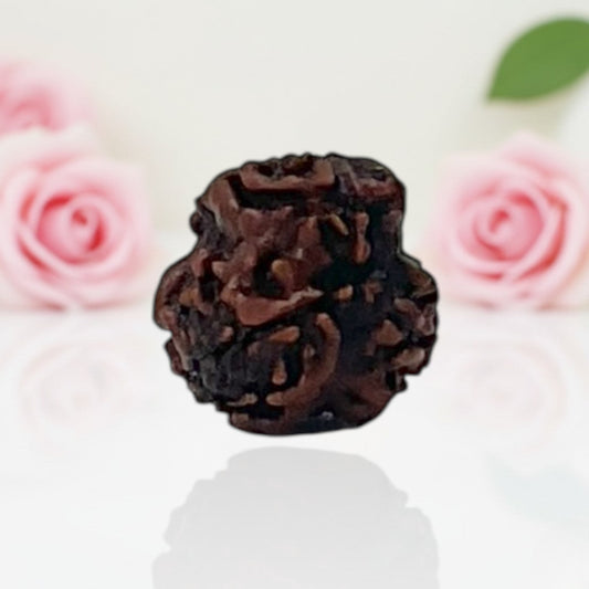 Natural 3 Mukhi Rudraksha Beads  AA Premium Quality