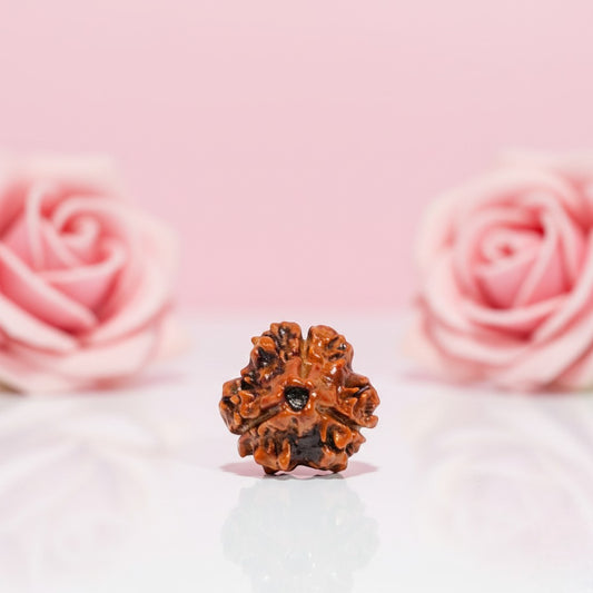 Natural 3 Mukhi Rudraksha Beads
