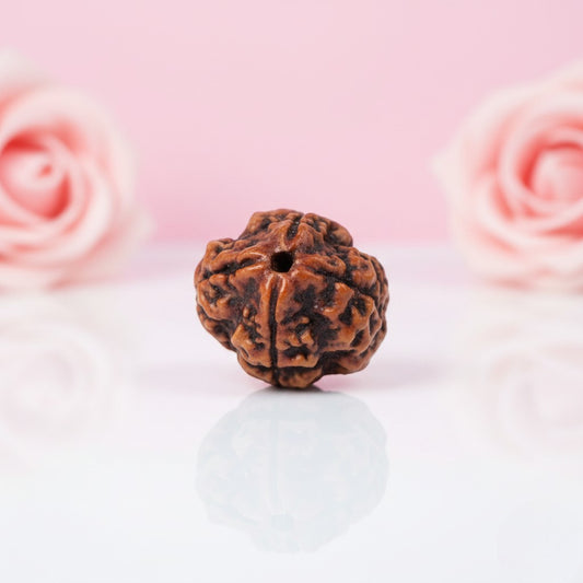 Natural 4 Mukhi Rudraksha Beads