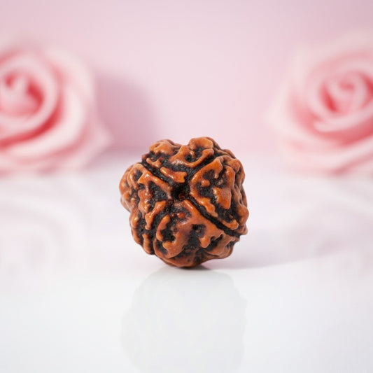 Natural 4 Mukhi Rudraksha Beads  AAA Premium Quality