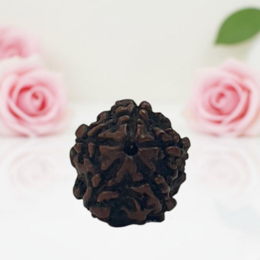Natural 5 Mukhi Rudraksha Beads  A Premium Quality